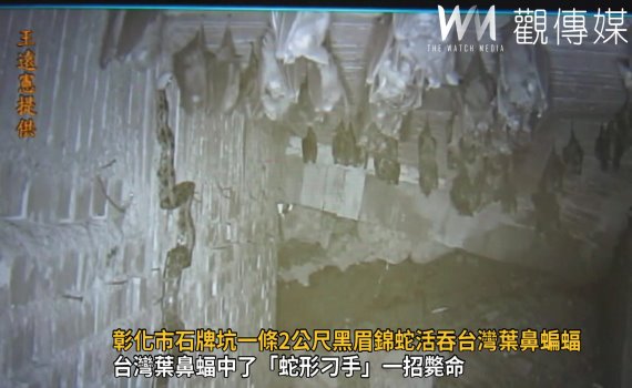 影/死亡纏繞!彰化市石牌坑一條2公尺黑眉錦蛇活吞台灣葉鼻蝙蝠