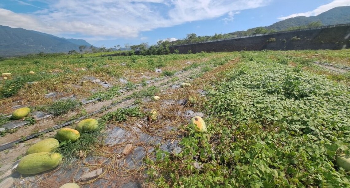 花蓮縣府全面勘查爭取農業部第2次公告杜蘇芮颱風現金救助  受理期限8/4至8/14止