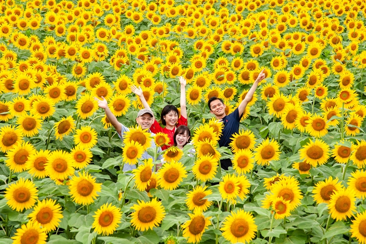 日本新潟感受黃澄澄盛夏 50萬株向日葵花海接棒登場
