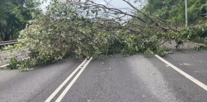 (國道3撞樹畫面曝光)國道3撞樹!隧道口邊坡路樹倒塌 自小客車閃避不及撞擊 82 1個多小時。民眾提供 | 社會 社會 記者爆料網