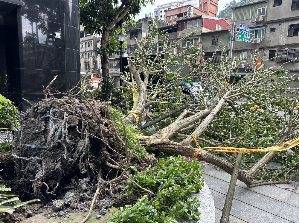 卡努風狂吹倒樹 壓垮電桿新北新店逾七百戶停電 280 卡努風狂吹倒樹 壓垮電桿新北新店逾七百戶停電 279