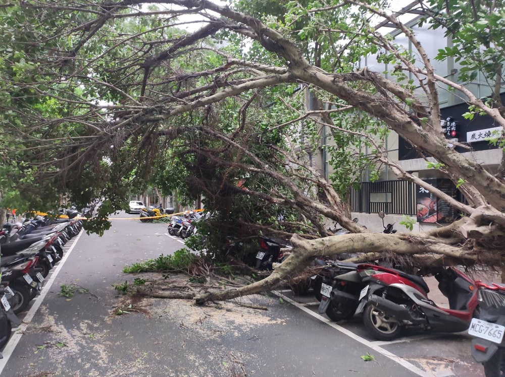 卡努風狂吹倒樹 壓垮電桿新北新店逾七百戶停電 282 卡努風狂吹倒樹 壓垮電桿新北新店逾七百戶停電 281