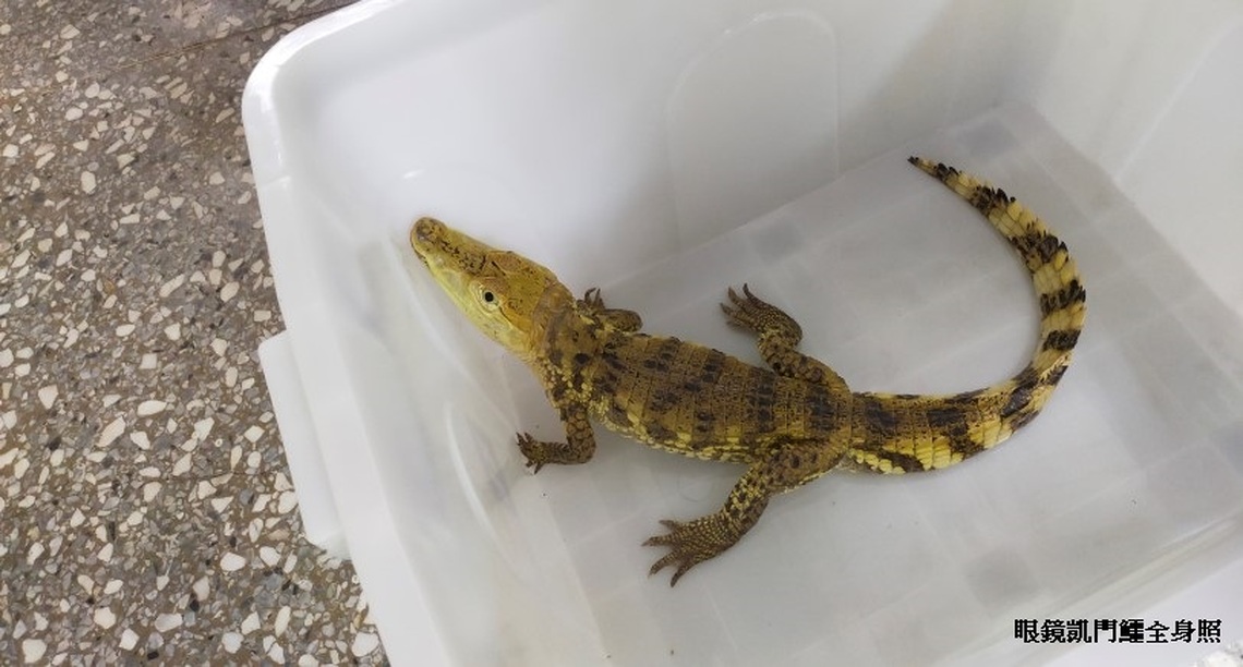 鱷鄰就在你身邊! 飼主疏縱鱷魚新北動保處開罰
