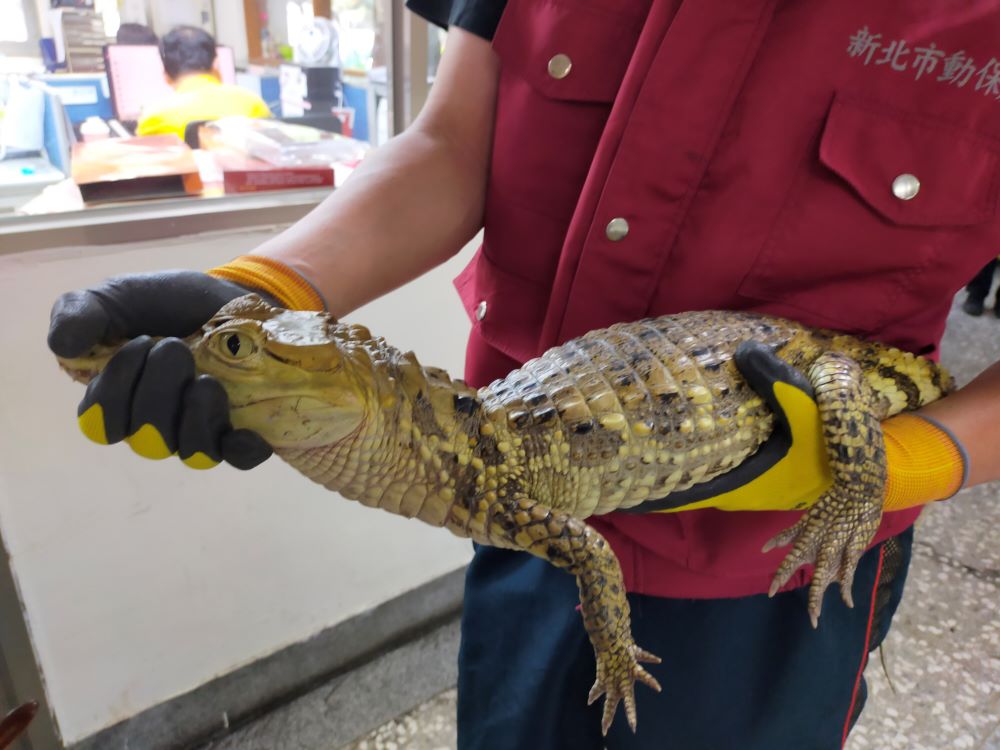 鱷魚趁水位溢出脫逃   新北動保處開罰飼主