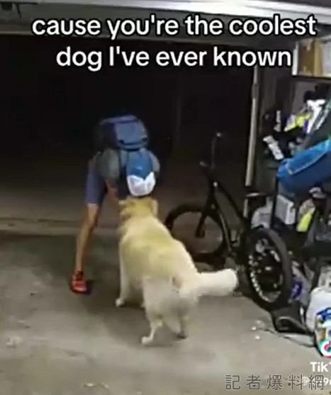 (哭笑不得片)賊偷單車遇黃金獵犬 牠居然「友好」向賊搖尾巴討摸 58 1691476819687 | 國際 國際 記者爆料網