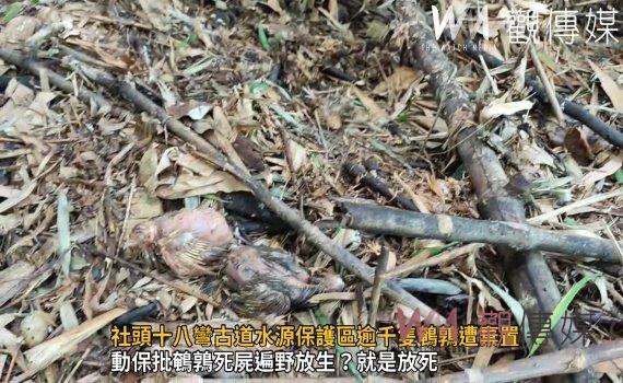 影/是放生還是殺生?社頭十八彎古道水源保護區逾千隻鵪鶉遭棄置