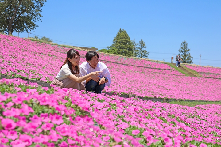 現在就是最佳觀賞期!日本千葉夏日絕景「桃色吐息」