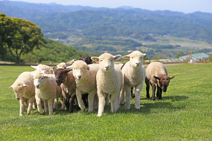 現在就是最佳觀賞期!日本千葉夏日絕景「桃色吐息」