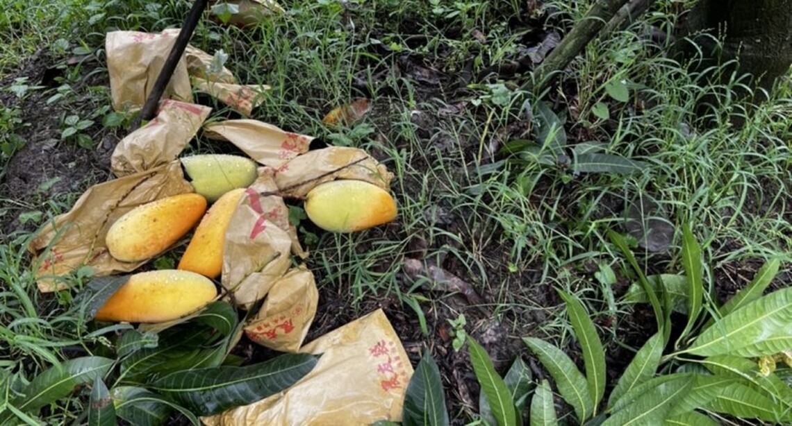 卡努颱風農損 改良種芒果即日起受理