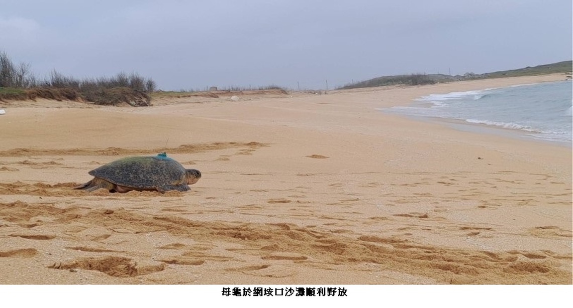 產卵母龜再次裝設衛星發報器 動態不漏接
