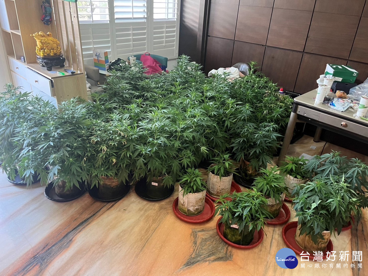 警方查扣大麻植株、光照設備等犯罪證物/陳致愷翻攝
