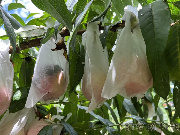 梨山水蜜桃因卡努颱風災損 8/21前受理申請現金救助 18 0 | 社會 社會 記者爆料網