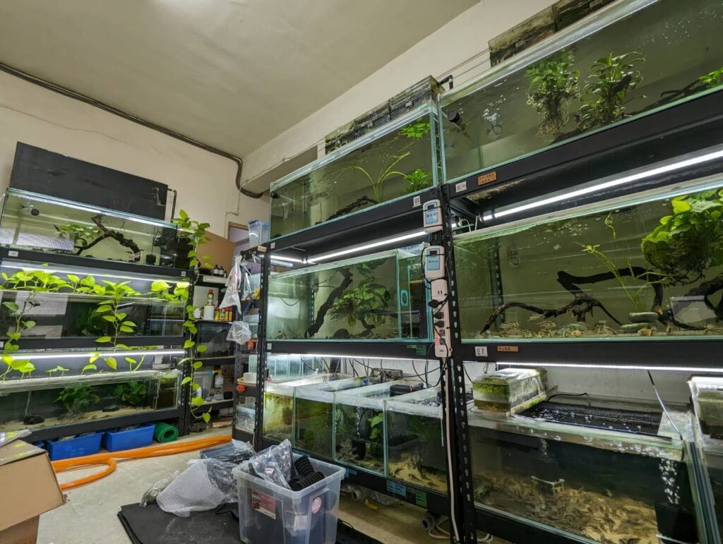 參與專案的專業水族工作室一景（圖由鼠博館提供）