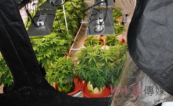 科技設備工程師異想天開住屋溫室種麻 嘉縣刑警大隊數日埋伏跟監聯合破獲