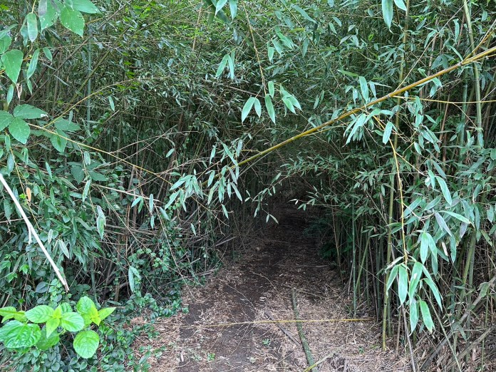 (導航帶路迷路片)驚險之旅!導航引路「誤入岐途」 受困苗栗三義山區竹林逾1小時脫困 80 3名女子受困於1條荒廢農路,竹林密佈。民眾提供 | 社會 社會 記者爆料網