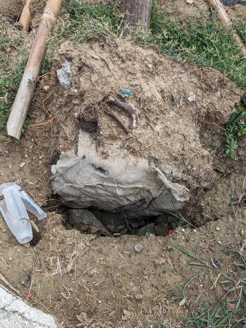 漾新聞|颱風造成高雄市上千株樹倒 陳美雅踢爆竟然有「尿布樹」質疑市府視而不見放任承包商便宜行事