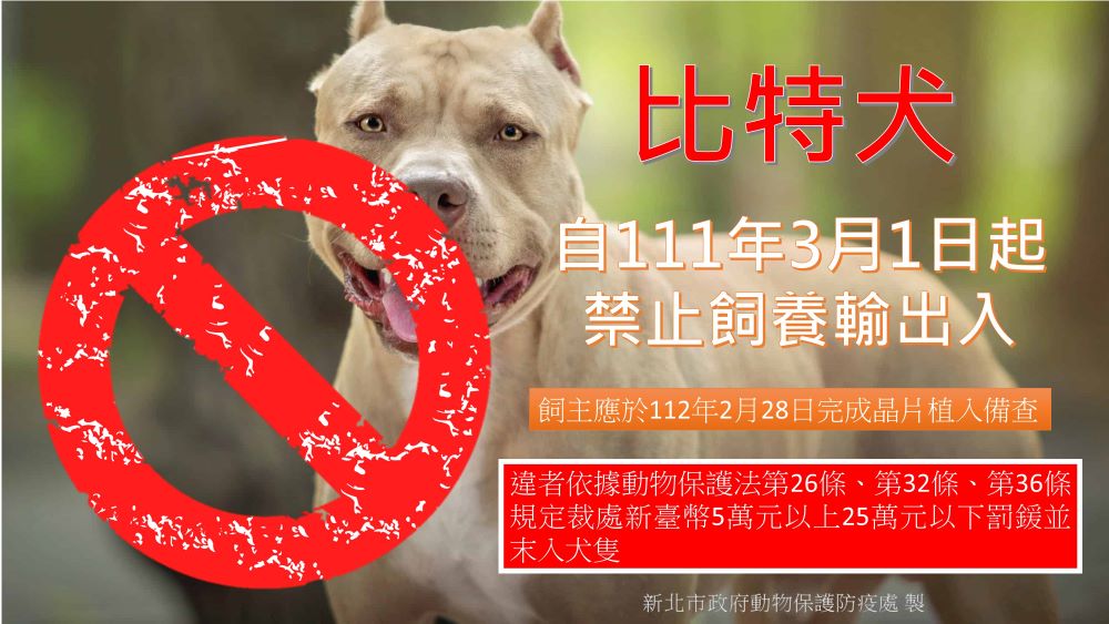 《圖說》行政院農業委員會公告111年3月1日起禁止飼養比特犬,針對已飼養的飼主應於今12年2月28日前辦理寵物登記,完成備查。〈動保處提供〉