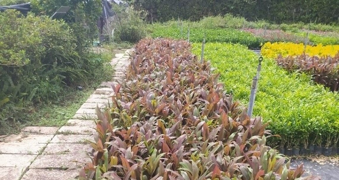 新北推全民植樹造林 免費苗木即日起開放申請