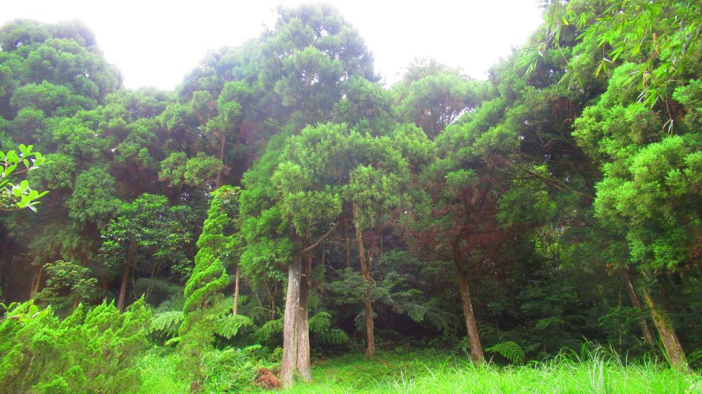新北推全民植樹造林  免費苗木即日起申請