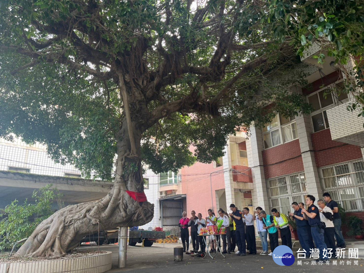 埔心派出所130年老榕樹修剪，地方人士齊聚祈福求平安。