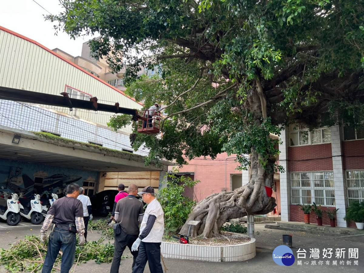 埔心派出所130年老榕樹修剪,地方人士齊聚祈福求平安。