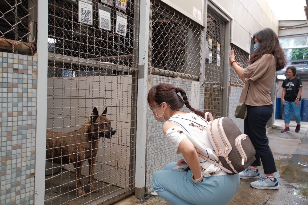 《圖說》參觀板橋動物之家犬舍。〈動保處提供〉