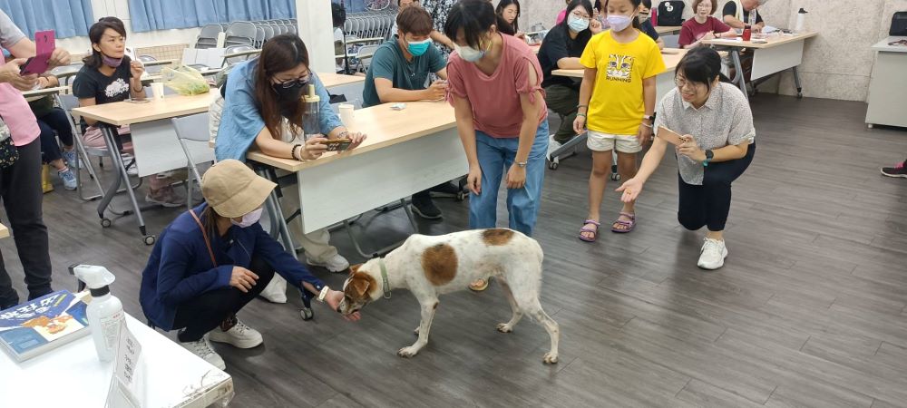 《圖說》待認養犬牛奶與學員互動。〈動保處提供〉