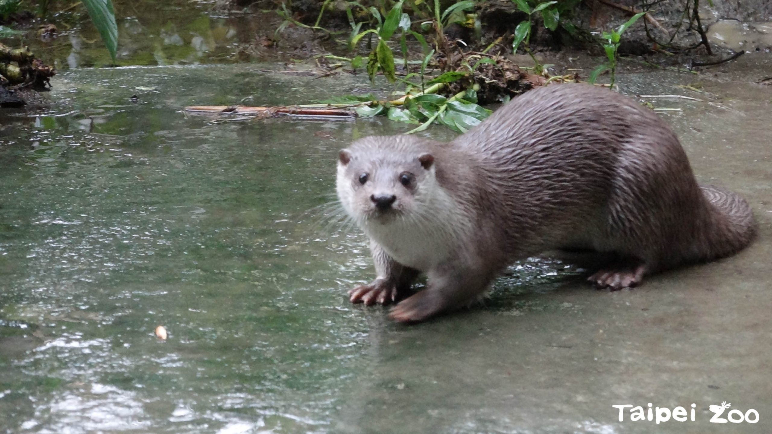 金門「阿特」快閃動物園 來博餅搭飛機訪水獺