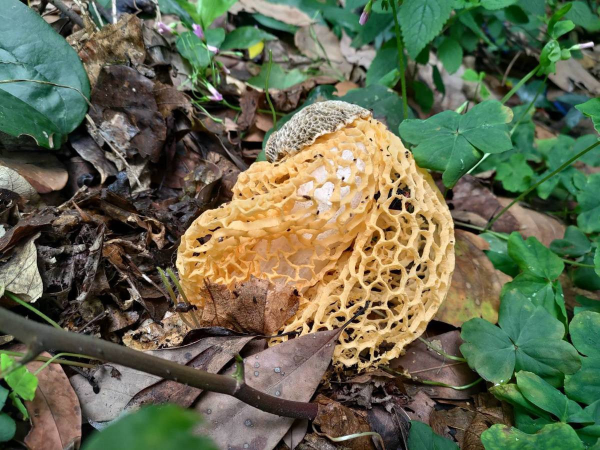 黃裙竹蓀,具有微毒無法食用。(圖/記者吳素珍翻攝)
