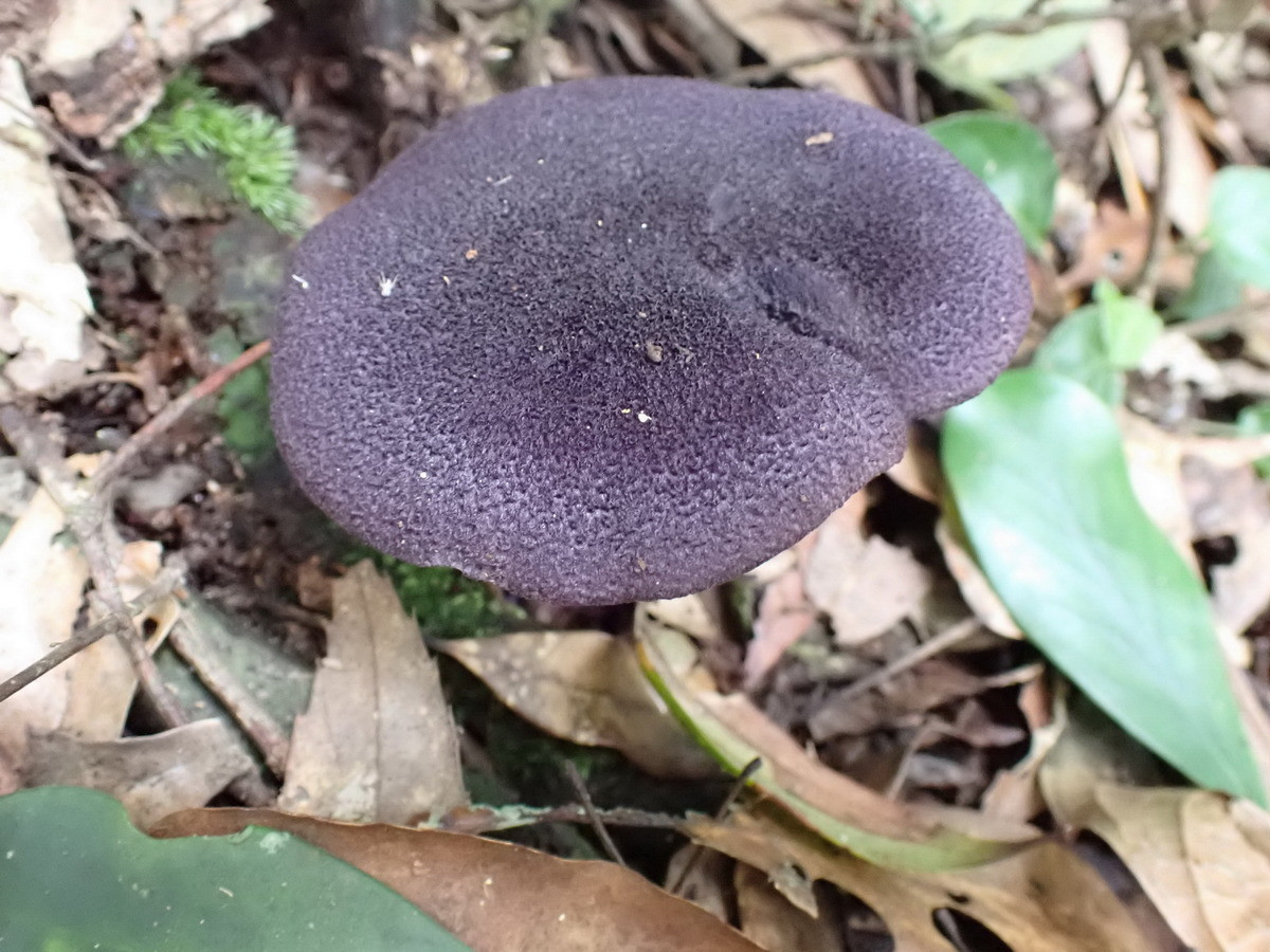 紫絨絲膜菌,夏天常出現於中海拔針闊葉樹林地上單生。(圖/記者吳素珍翻攝)