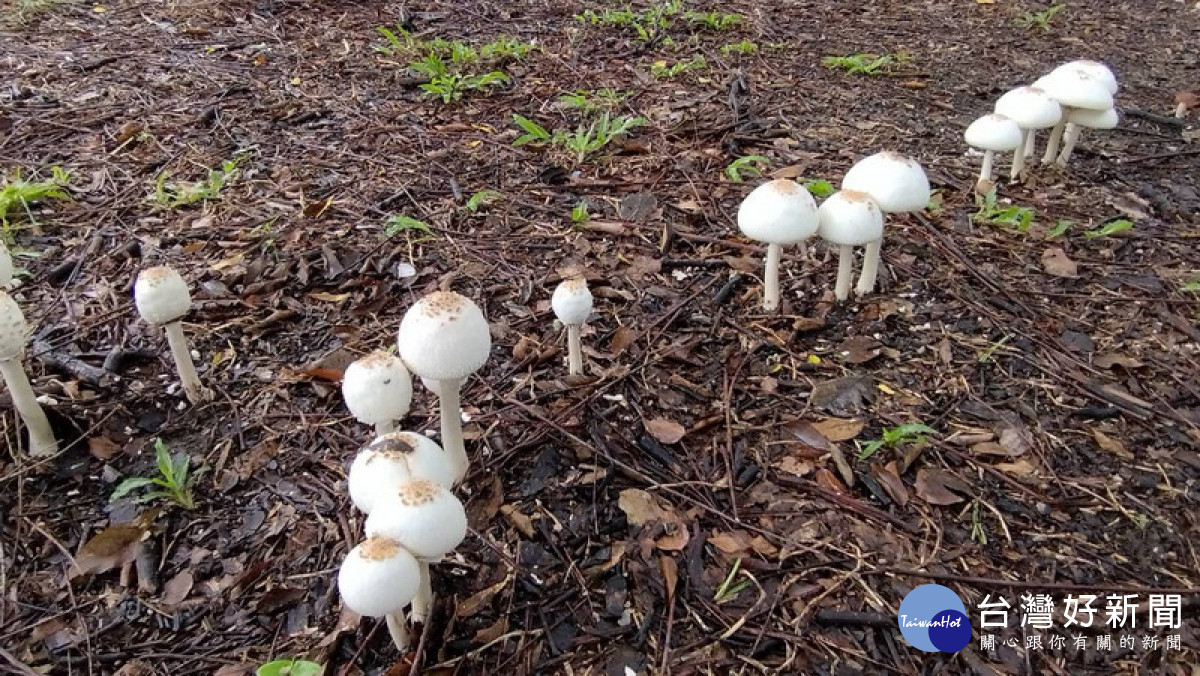 ▲高市府呼籲，遇見草地生長的菇類，為保障生命安全，不要任意摘取或食用。