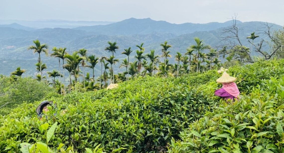 今夏與茶有約 茂管處力推在地特色文化  誠摯邀請您一同來茶席體驗