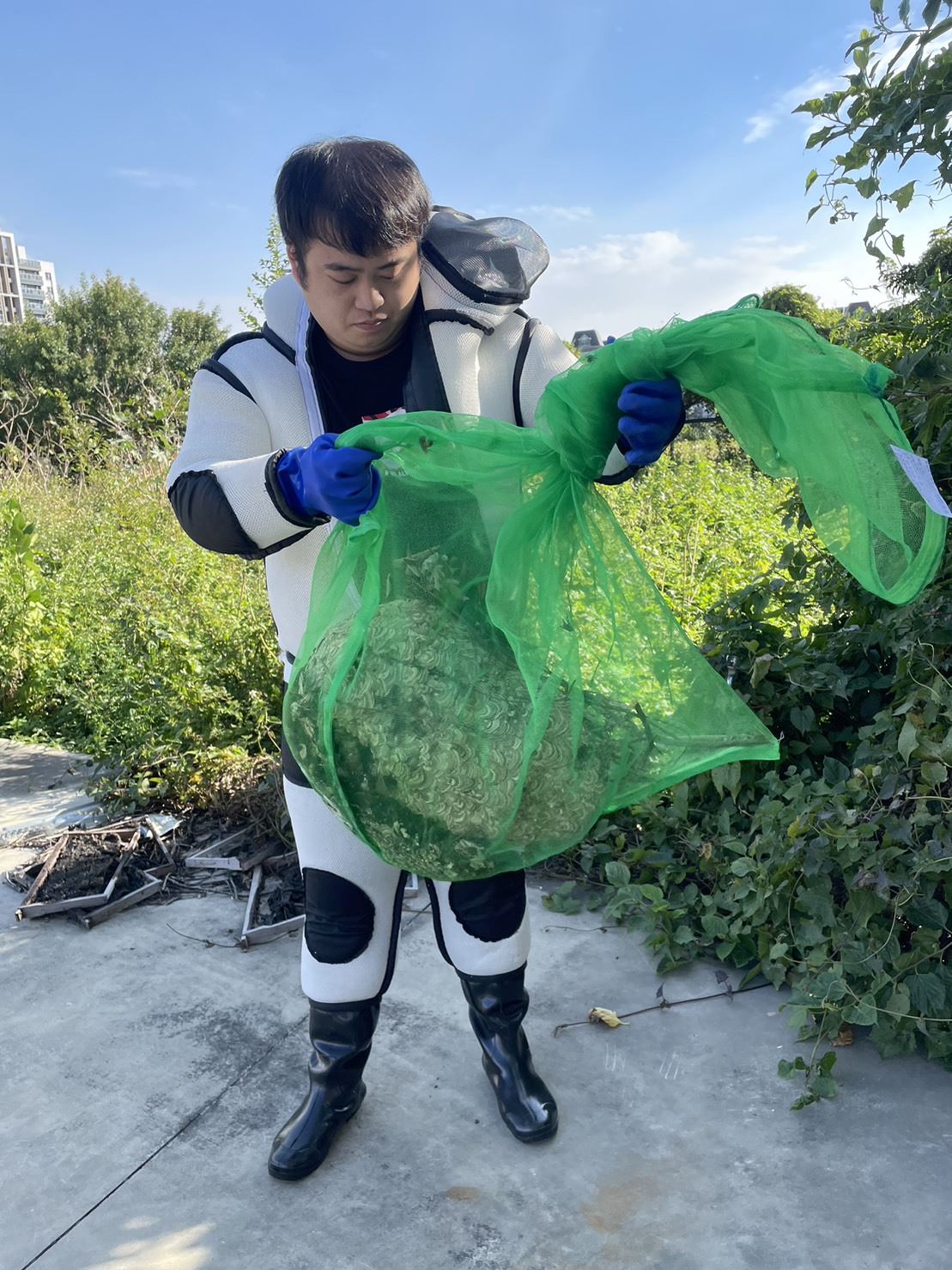 虎頭蜂活躍季節到來 提醒民眾戶外活動要小心