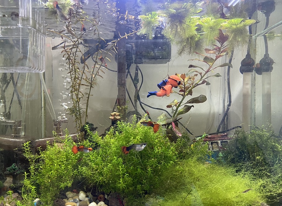 ▲圖說:繼中派出所內擺置的美麗魚缸 (圖/台中市政府提供)