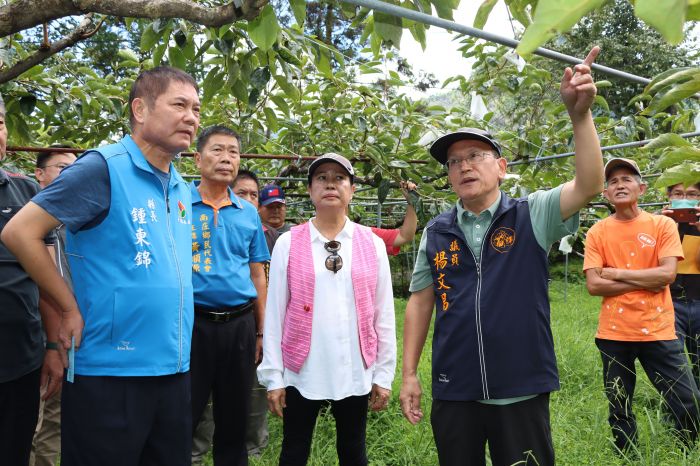 苗縣甜柿雨害災損情形 鍾東錦勘災盡速報請農業部現金救助