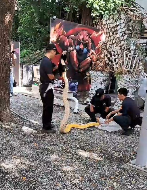 黃金蟒 西門町