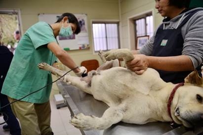 動物醫院方面,建議於寵物麻醉、手術及住院前應先讓飼主填寫同意書.。(圖/新北市政府提供)