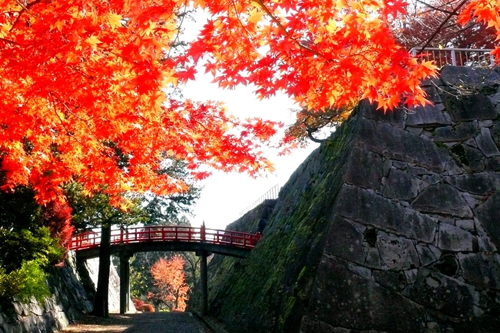 盛岡城跡公園」擁有迷人的秋日楓光,能欣賞紅葉、朱紅橋樑與城牆石垣共舞。 圖:岩手縣、向日遊顧問有限公司/來源