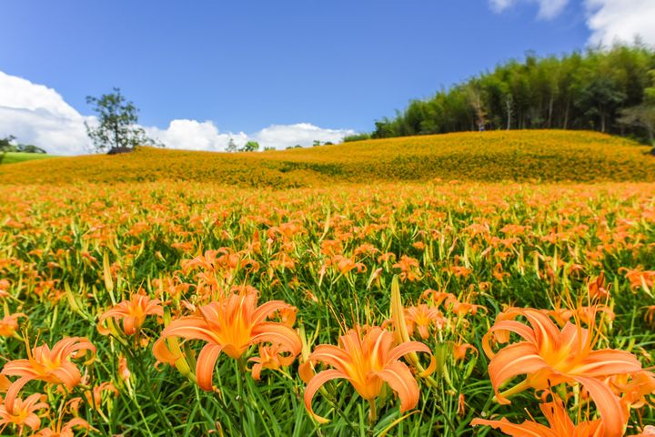 花蓮玉里赤科山金針花季,美景紛呈。 圖:shutterstock/來源
