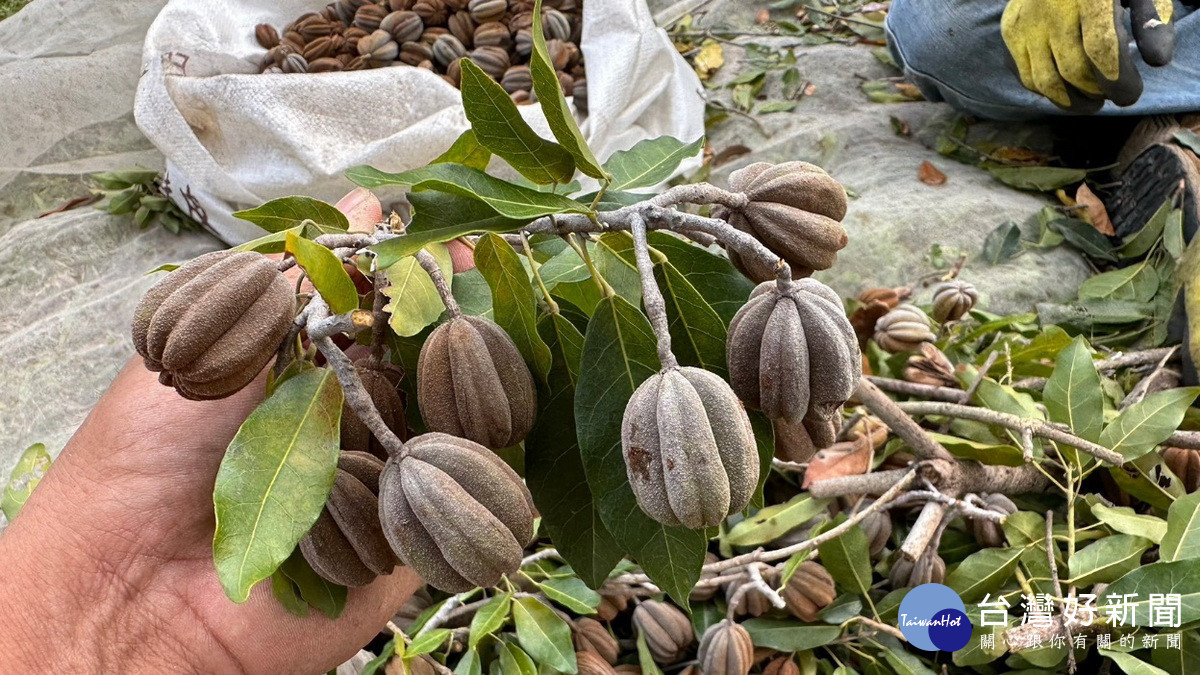 「臺灣梭羅樹」是珍貴稀有的特有種植物。(南投分署提供)