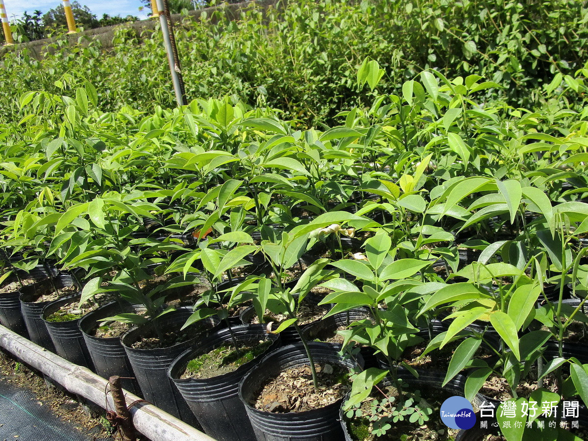 臺灣紅豆樹在秋冬開花成為蜜源植物。(南投分署提供)