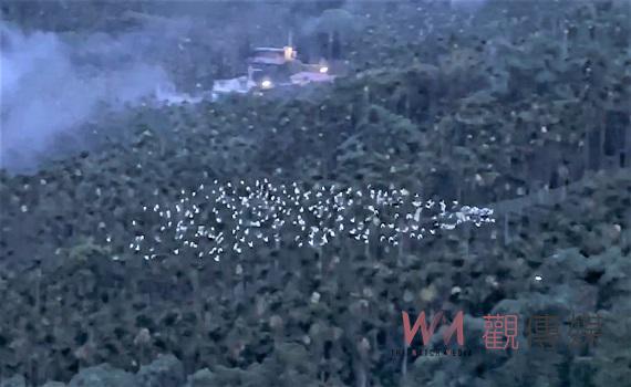 黃頭鷺飛越樟湖景象壯觀 遊客聞訊紛紛上山觀賞