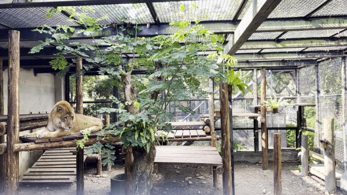 屏科大獅虎「阿彪」生日慶獲大禮 籠舍翻新交屋剪綵