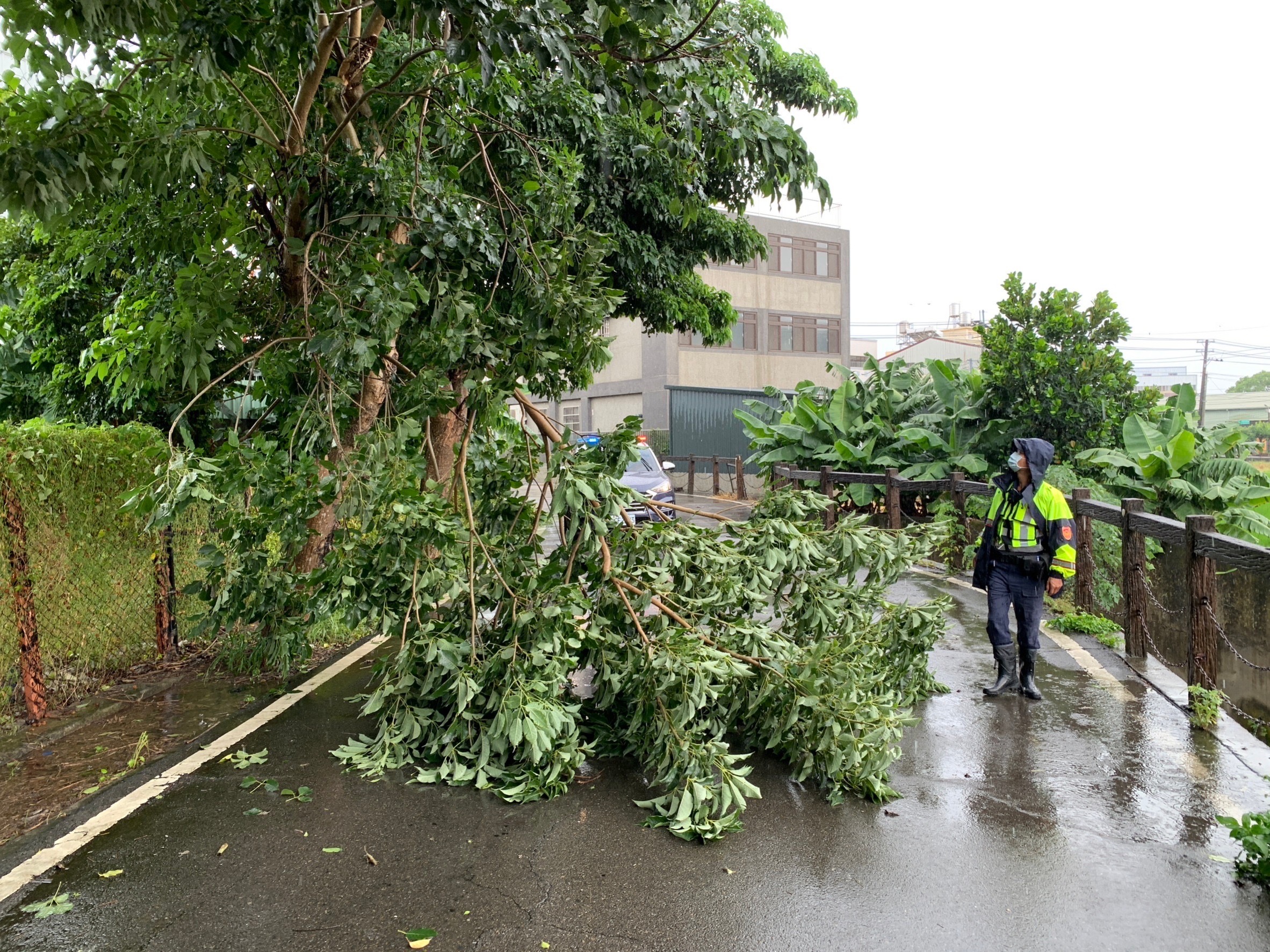 路樹倒塌情事發生,警方發現該路樹疑似遭強風吹折,橫跨路中致用路人無法通行。(圖/記者江雁武翻攝)