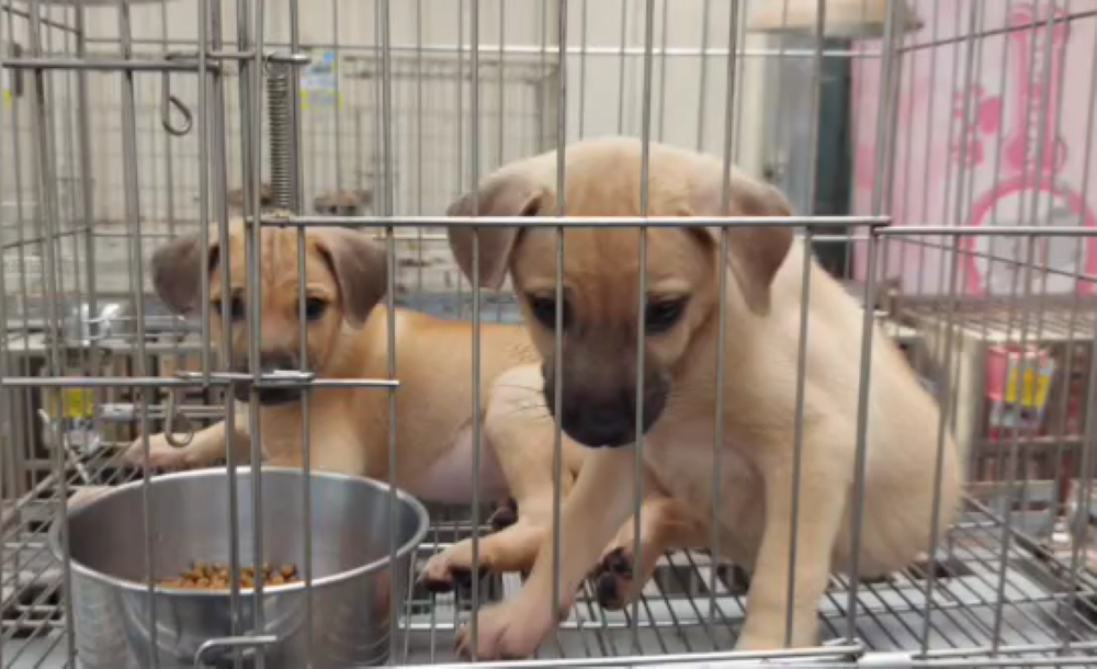 《圖說》小黃犬乖巧親人。〈動保處提供〉二
