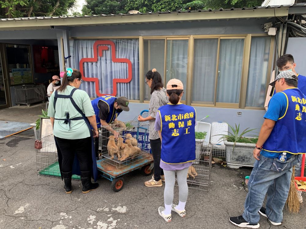 頭好壯壯超萌九小福   板橋動物之家歡迎認養