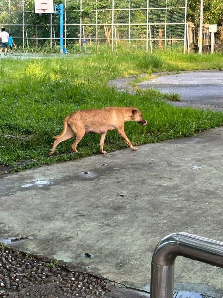《圖說》乳頭脹大的瘦弱黃犬撿垃圾吃。〈動保處提供〉