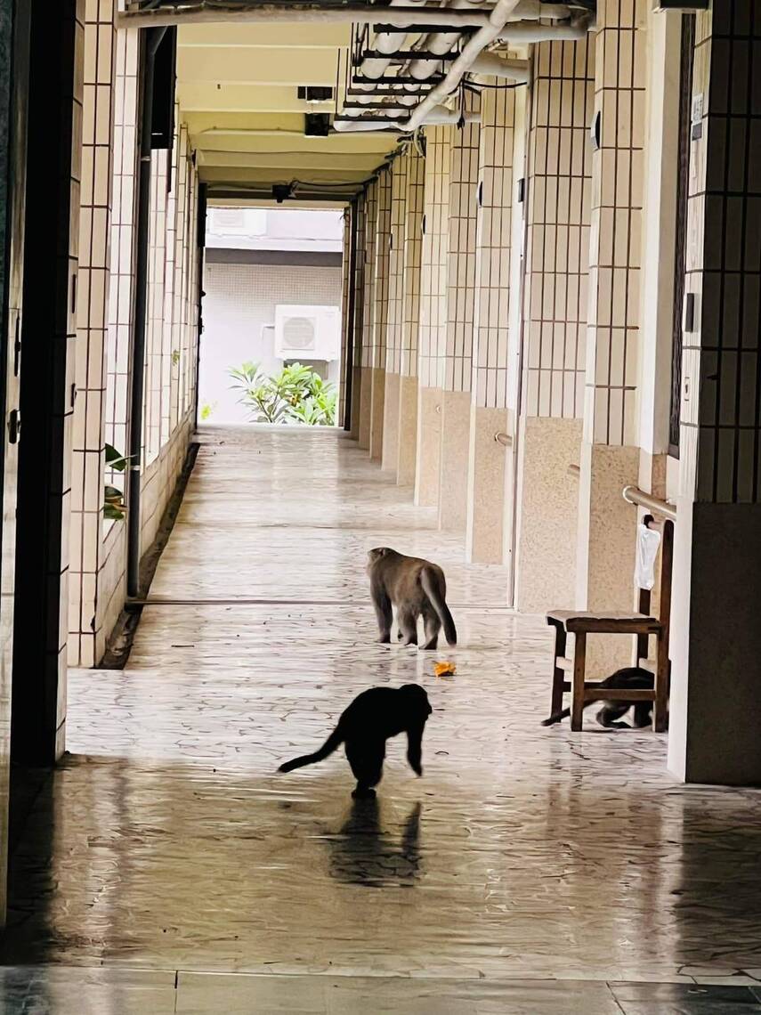漾新聞|開學了!猴子也來上課!高雄這所學校又見猴跡