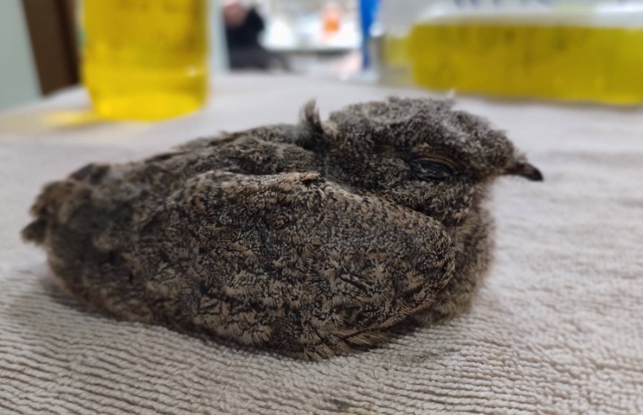 動物淒厲怪聲連日不絕 新北動保員到場破解都市聊齋傳說 251 cnews124230901a03