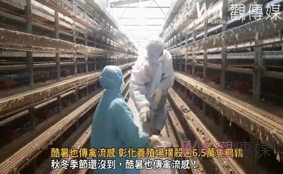 影/酷暑也傳禽流感 彰化養殖場撲殺逾6.5萬隻鵪鶉